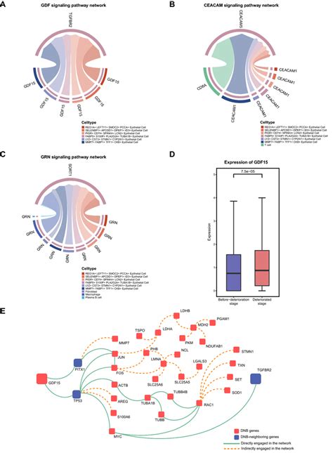 Intercellular Communication Contributes To Epithelial Cell