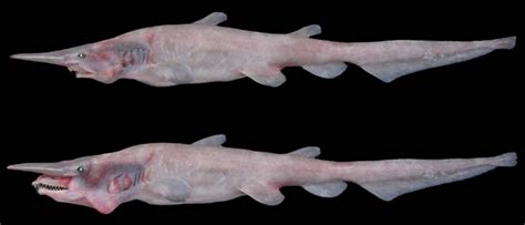 Unraveling the Jaw-Dropping Goblin Shark - Research & Development World