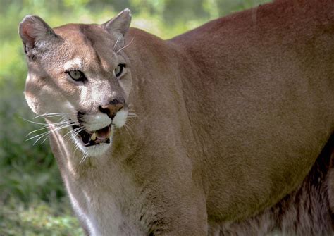 Florida Panther - Endangered Photograph by Andrea OConnell - Pixels