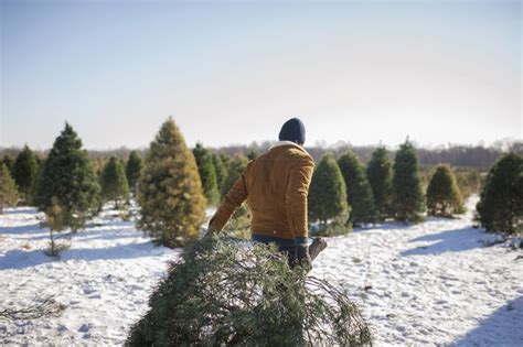 The 22 Best Christmas Tree Farms In North Carolina