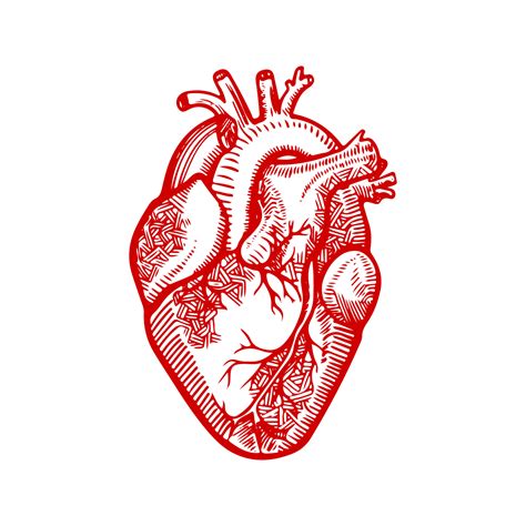 Anatomical Heart Vector Linear Illustration Of A Hear