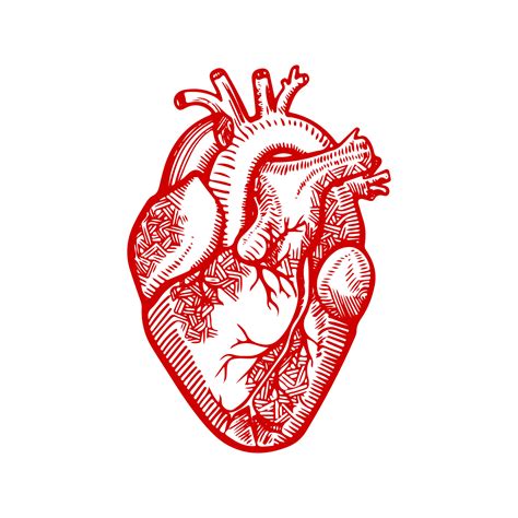 anatomía del corazón corazón humano delineado dibujo detallado de un