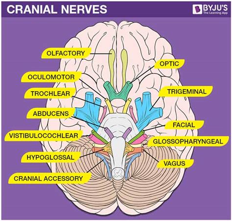 Two Mnemonic Phrases For Cranial Nerves