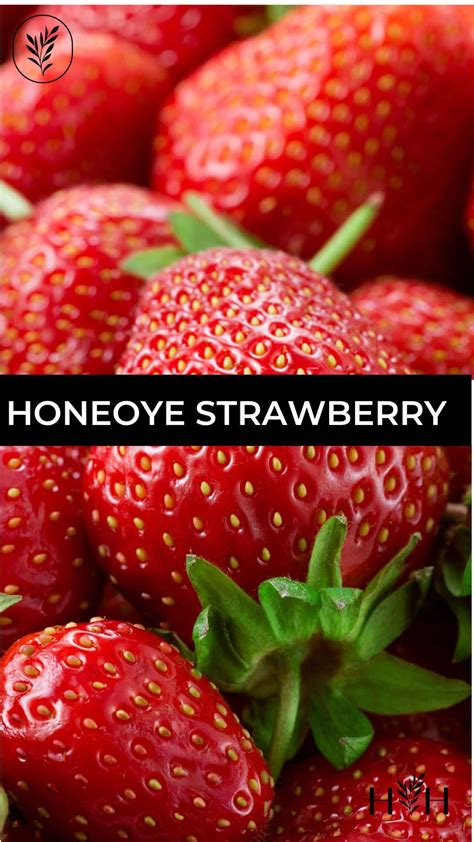 Honeoye strawberry 🍓 🌿 Delight in this extra-sweet variety