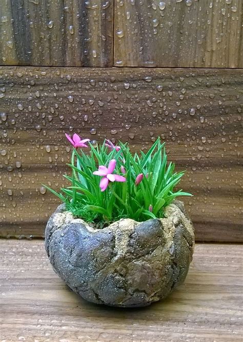 Pin By Roland Rizzi On Bonsai Shohin Mame Bonsai Plants Container