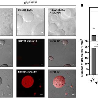 RPrP 90 231 Undergoes Liquid Liquid Phase Separation In Vitro