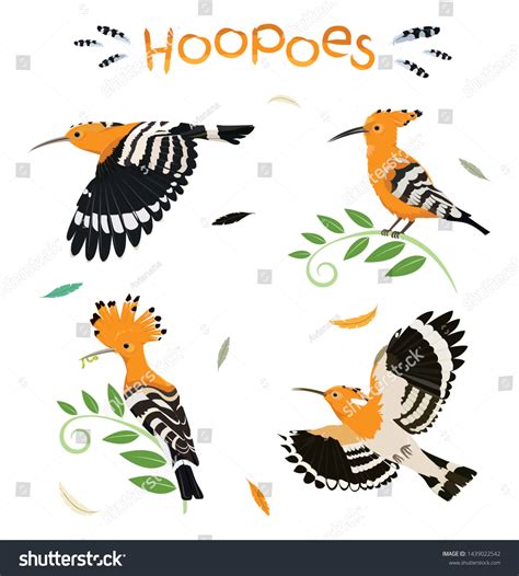 Hoopoe Vector