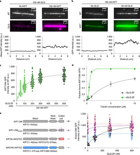 GLI2 ZF Increases The Microtubule Binding Affinity Of KIF7 Thereby