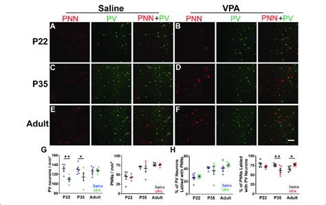 Density Of Parvalbumin PV Neurons And Wisteria Floribunda