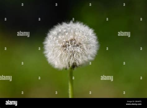 Dandelion with seeds Stock Photo - Alamy