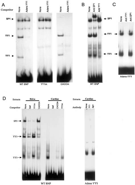 A Structural Organization Of The Proximal Bnp Promoter Regulatory Download Scientific Diagram