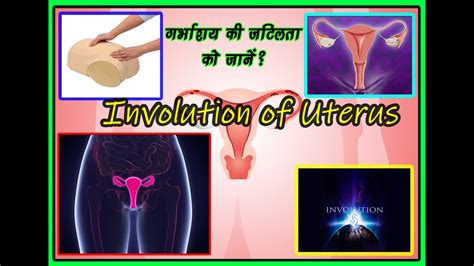 Involution Of Uterus Youtube