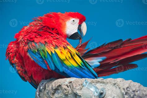 Ara parrot 710218 Stock Photo at Vecteezy