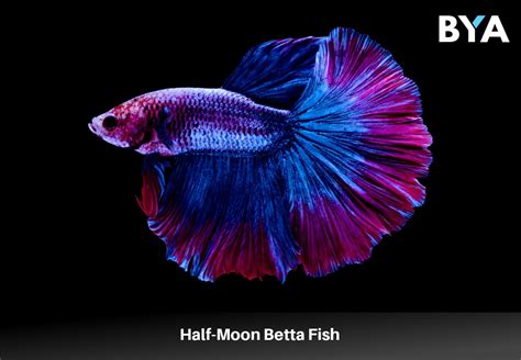 The Half-Moon Betta Fish