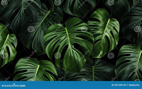 Monstera Tropical Leaves Swiss Cheese Plant Patterns Stock Image Image Of Swiss Floral 307445143