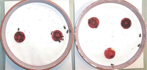 Cockroaches News - all the latest about Cockroaches - Page 3 | Live Science