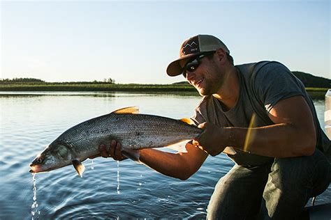 Alaskas Mysterious Sheefish Tarpon Of The North Aniak River Lodge