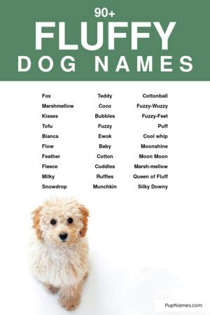 90+ Fluffy Dog Names (+ Meanings) | PupNames.com™