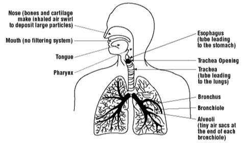 Respiratory system