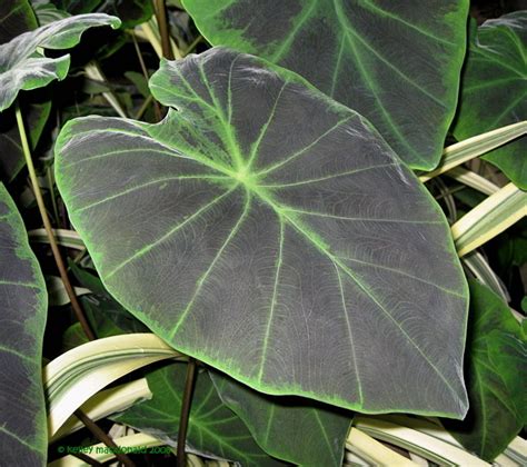 Plantfiles Pictures Imperial Taro Illustris Colocasia Antiquorum