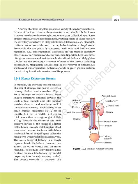 Excretory Products And Their Elimination Ncert Book Of Class Biology