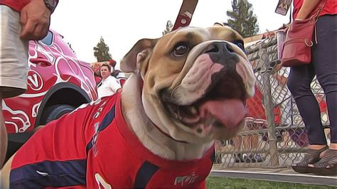 Victor E. Bulldog II, Fresno State's bulldog mascot dies after bee ...