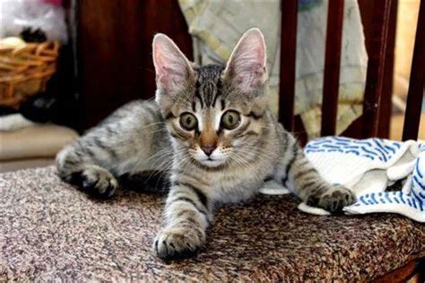 Котята В 4 Месяца Фото