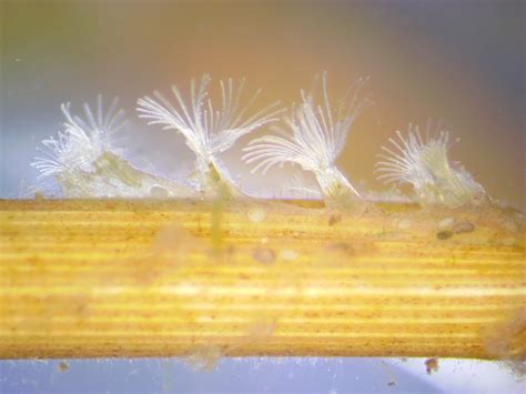 Bryozoans From Loam Island Ross River Rasmussen Townsville QLD