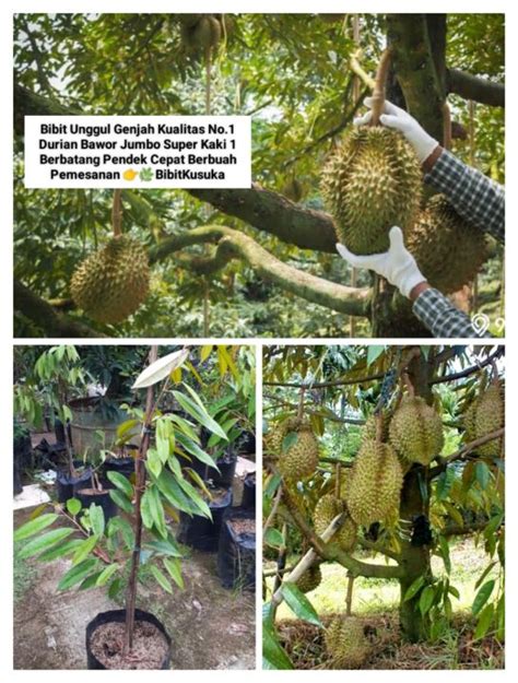 Bibit Tanaman Buah Durian Bawor Jumbo Kualitas Super Unggul Genjah