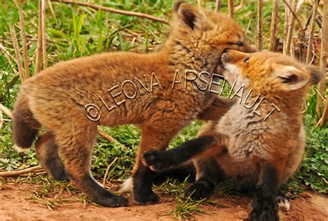 Red Foxesfoxesanimalsmammalswildlifecarnivoresvulpessiblings