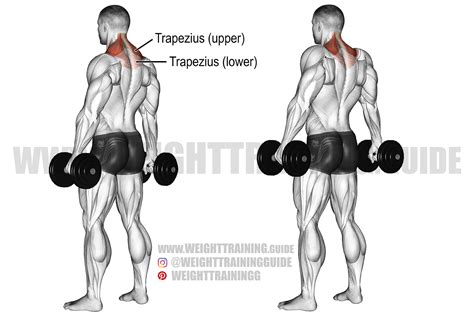 Dumbbell Shrug Exercise Instructions And Video Weight Training Guide
