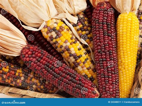 Close Up Of Dried Indian Corn In Fall Season Stock Image Image 24348011