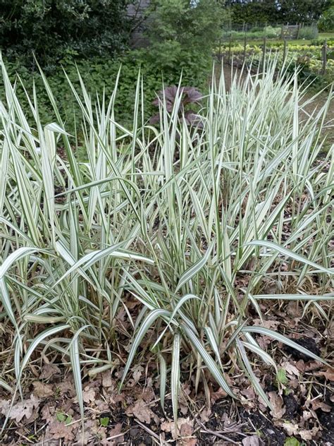 Phalaris Arundinacea Feesey The Beth Chatto Gardens