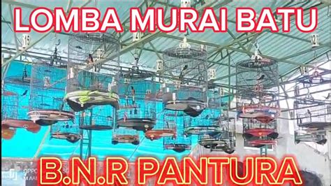 Lomba Murai Batu Bnr Pantura Yang Menang Di Tawar Puluhan Juta