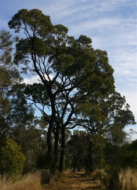 Toowoomba Plants: Brigalow