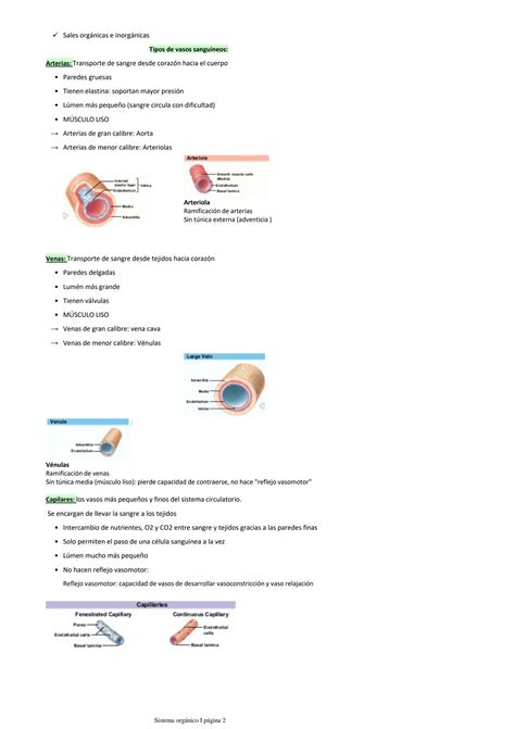 SOLUTION Sistema cardiovascular Fisiología Studypool