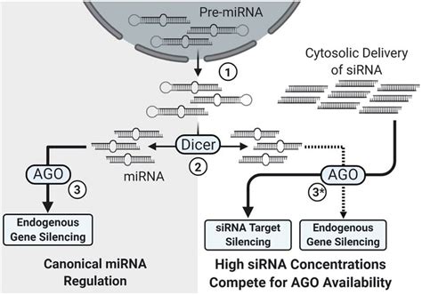 Simplified Overview Of The Impact Of High Sirna Delivery On Mirna