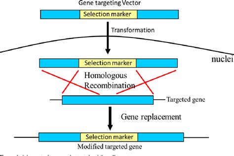 Figure 1 From Enhancement Of Homologous Recombination Efficiency By