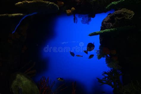 New York Aquarium 33 editorial photography. Image of opened - 140100772