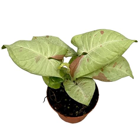 Syngonium Milk Confetti Plant Wholesale Floraccess