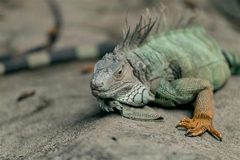 best iguana itching easily 5
