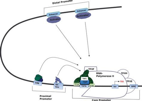 1 A schematic representation of Eukaryotic RNA polymerase II promoter ...