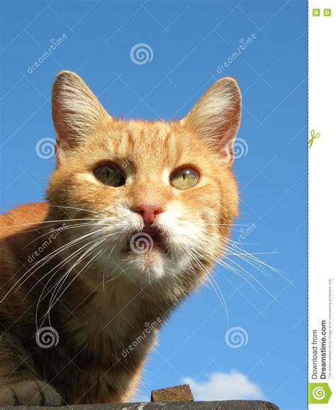 Ginger Tom Picture Image 1105258