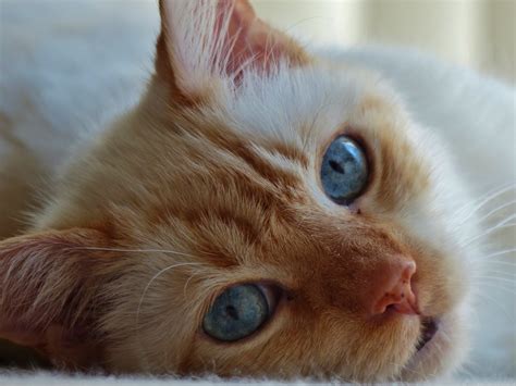 Kitty Cat Free Stock Photo - Public Domain Pictures