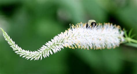 Common Eastern Bumble Bee From Shepard Settlement Onondaga County NY