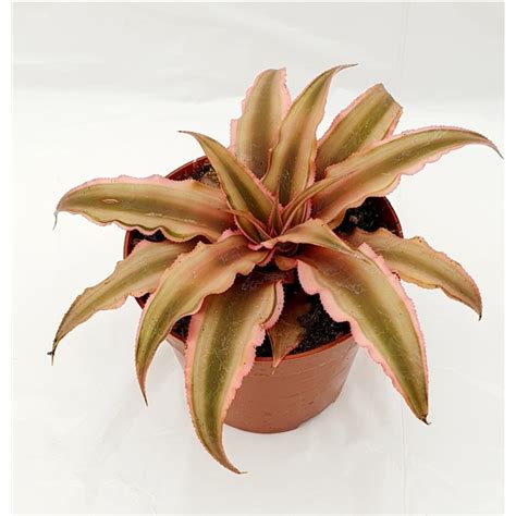 Cryptanthus Biv Pink Starlight CRYPIN009 FloraXchange