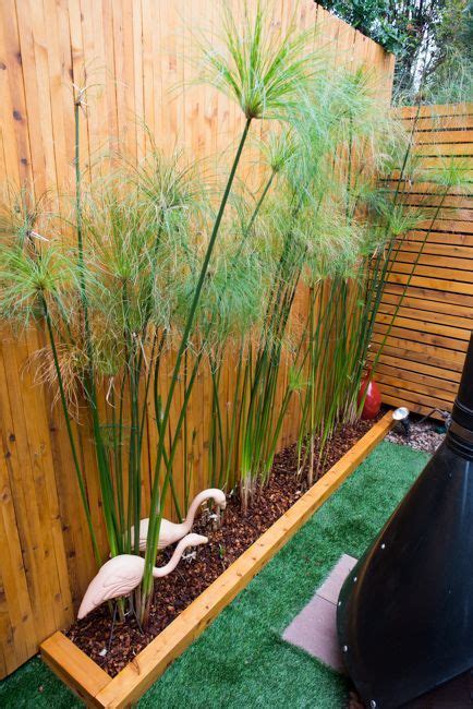 Cyperus Papyrus Outdoor Gardens Design Backyard Garden Design