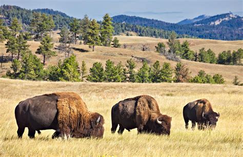 Spring Has Sprung In South Dakotas Custer State Park A Prime