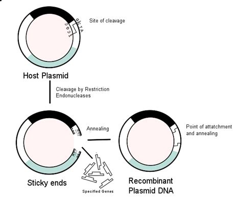 Genetic Engineering Products Boundless Microbiology Course Hero