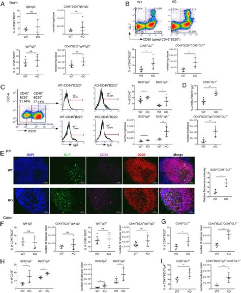 Gaba Signaling Enforces Intestinal Germinal Center B Cell